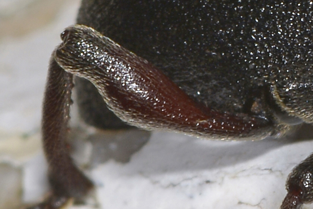 Dodecastichus geniculatus, Curculionidae